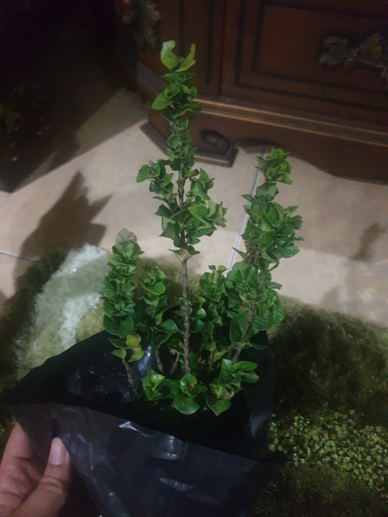 Tanaman Hias Bunga Asoka Tusuk Sate - Soka Tusuk Sate