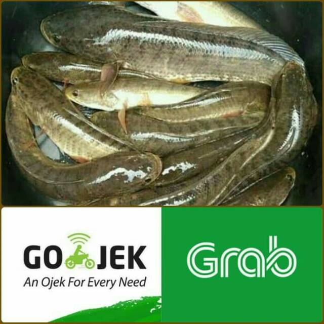 Ikan Gabus Konsumsi Segar Hidup 1/2 kg isi 3-5 Ekor | Shopee Indonesia