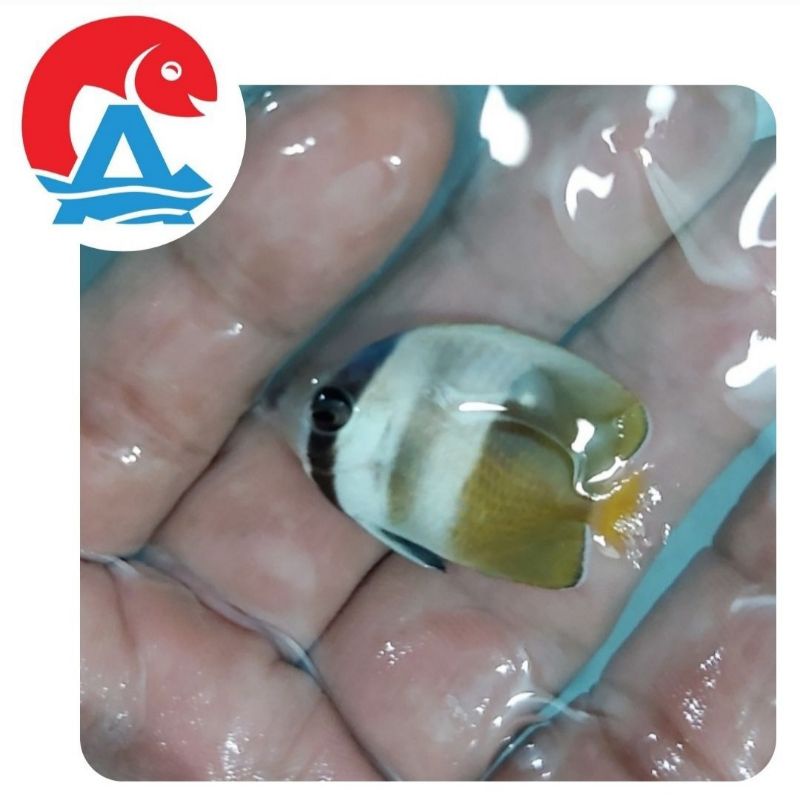 Ikan Hias Air Laut Kepe Coklat