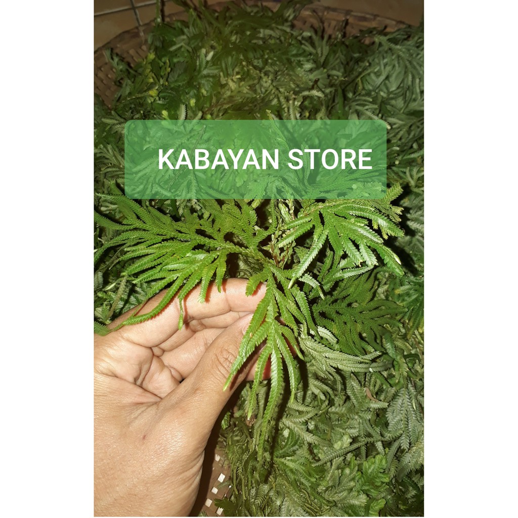 

TANAMAN HERBAL DAUN CEKER AYAM SEGAR (200 Grm) KABAYAN STORE