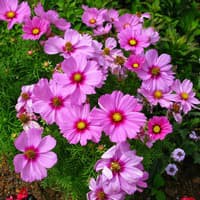 Benih Bibit Biji - Bunga Cosmos Gloria Flower Seeds - IMPORT