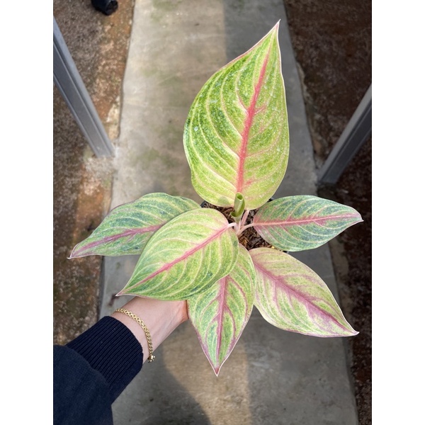 bunga aglonema red panama