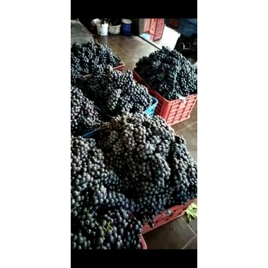 ANGGUR BALI 1kg 20rb