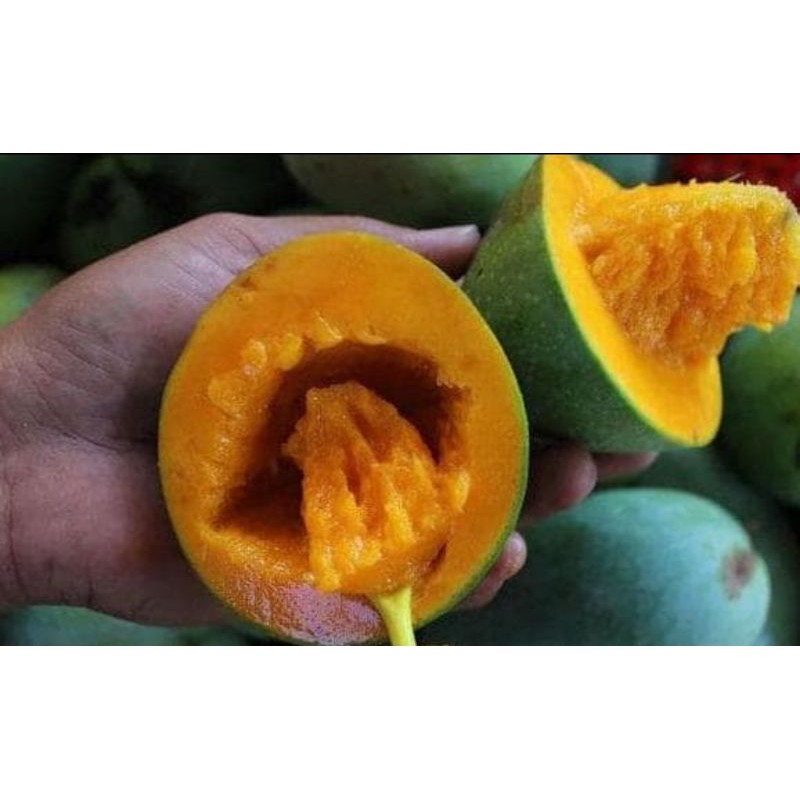 bibit mangga alpukat | pohon mangga alpukat