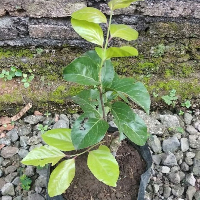 BIBIT TANAMAN BUAH PLUM MANILA-BIBIT PLUM MANILLA