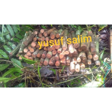 

Bajakah batangan 1kg