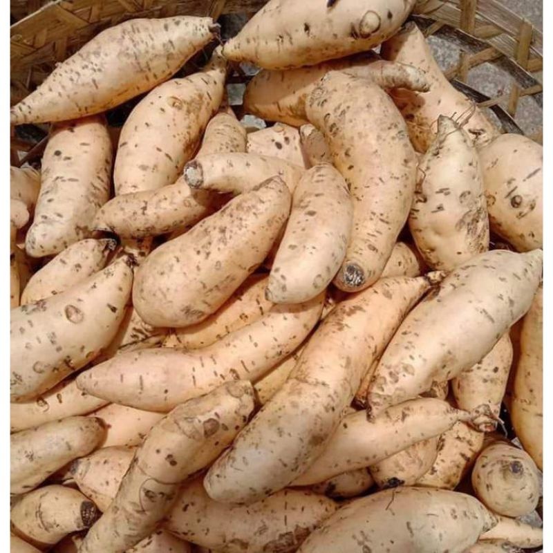 

UBI MADU CILEMBU MENTAH BERSIH ½ KG DIJAMIN MANIS LEZAT BERKUALITAS