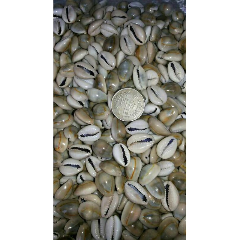 

Biji Congklak kecil Kerang Asli Murahhh TERBARU