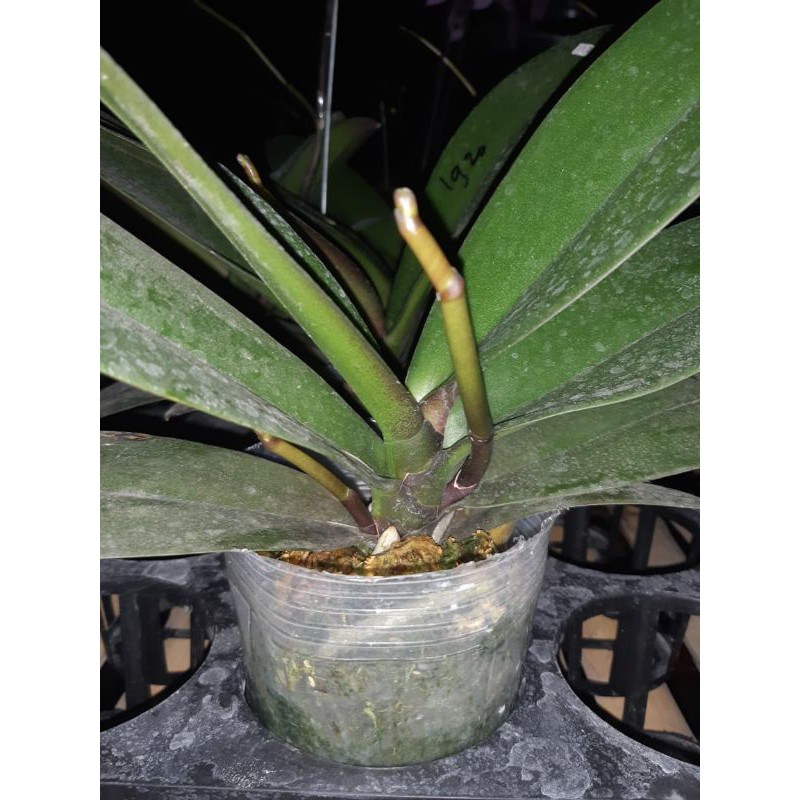 anggrek bulan Taiwan premium knop