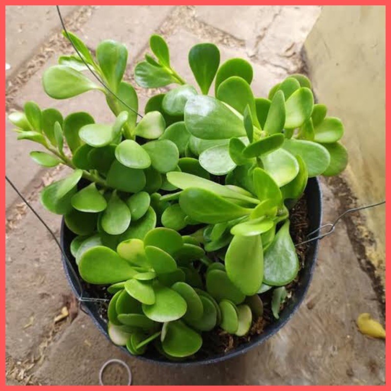 Bibit Tanaman Hias Portulacaria / Jade Plant