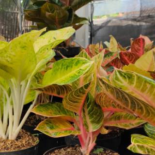  Aglaonema  murah  aglonema  grosir Shopee Indonesia