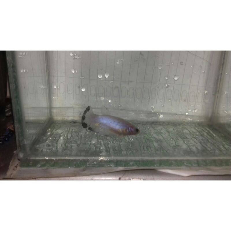 

ikan cupang blue rim