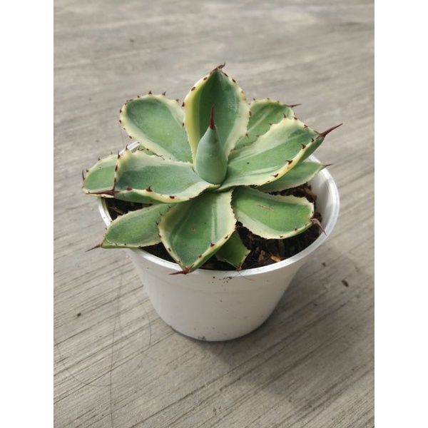 Tanaman kaktus sukulen agave kishokan