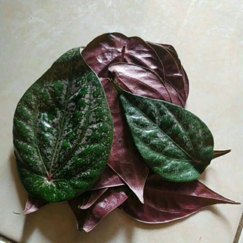 

daun sirih merah Hasil Kebun Sendiri