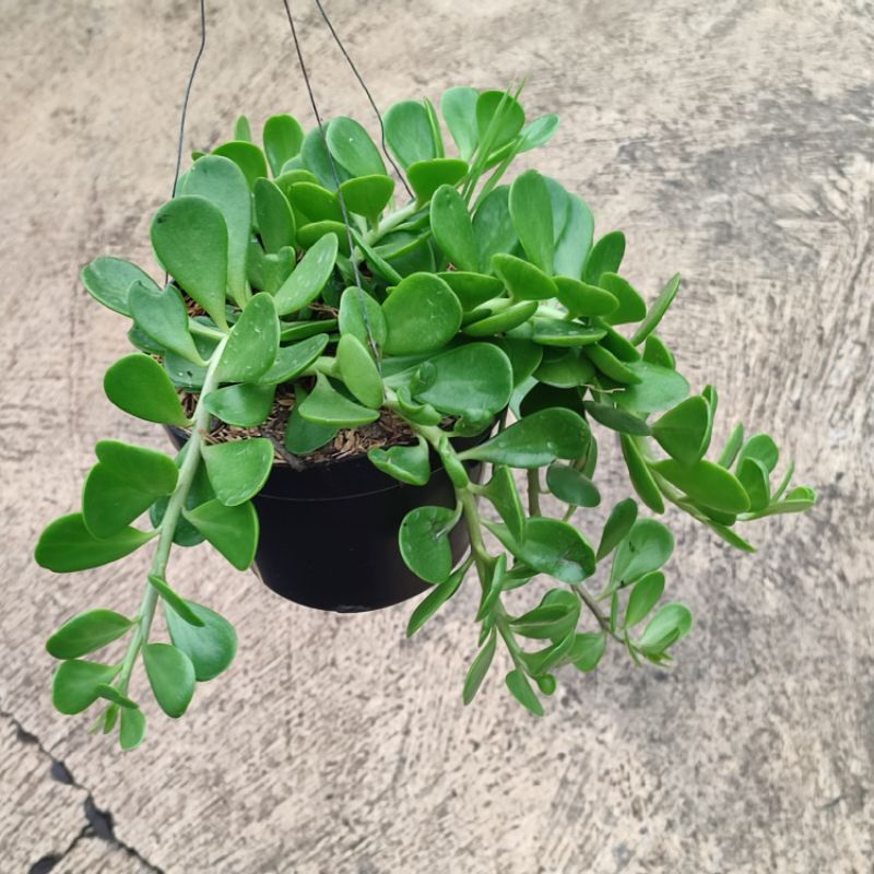 Sukulen Trailing jade big size/Senecio jacobsenii