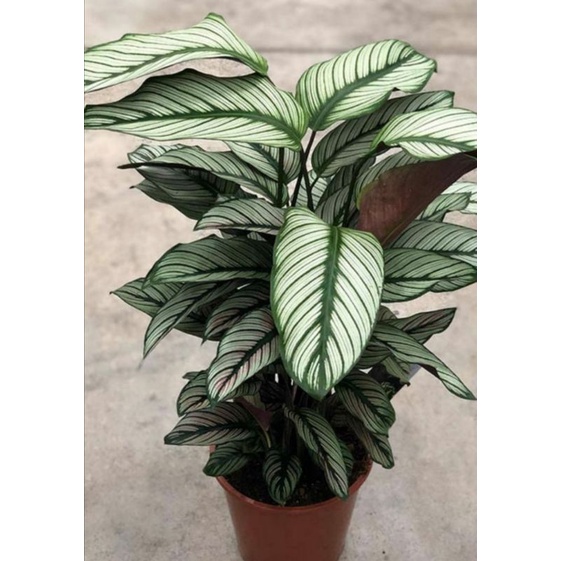 TANAMAN HIAS CALATHEA WHITE STAR MAJESTICA - TANAMAN HIAS HIDUP INDOOR CALATHEA