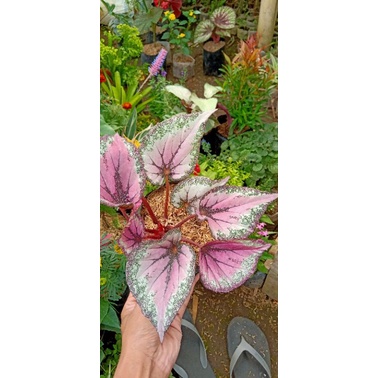 Begonia rex pink