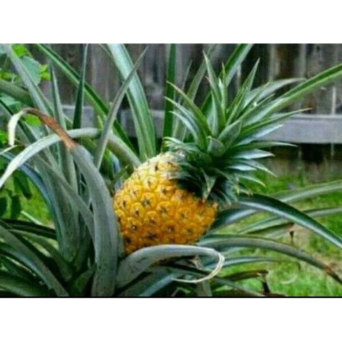 Bibit Buah Nanas Bogor Super