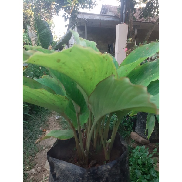 BIBIT KUNYIT HITAM ASLII