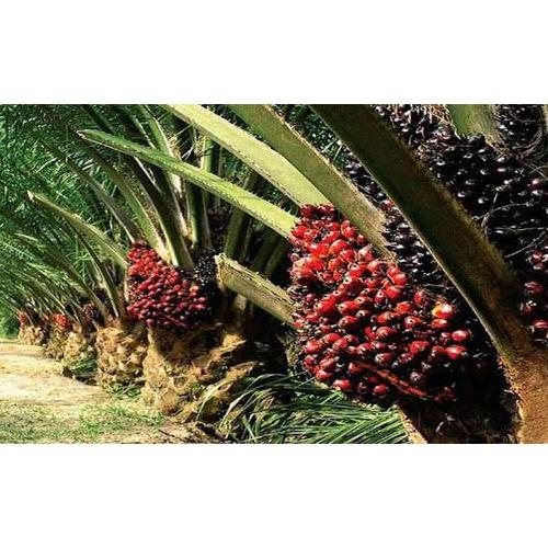 [KODE 9PSLG] ❤️ Albani ❤️ Pupuk Borate Cap Tawon - Pupuk Perkembangan Tanaman - Pencegah Kerdil - Bo