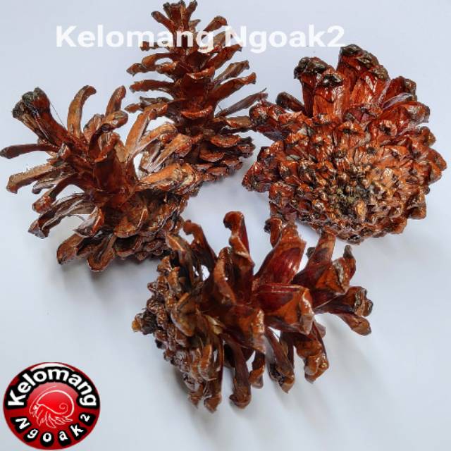 Buah Pinus sudah diVernis