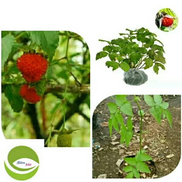 Bibit Tanaman Buah Raspberry/Pohon Buah Raspberry/Arbei