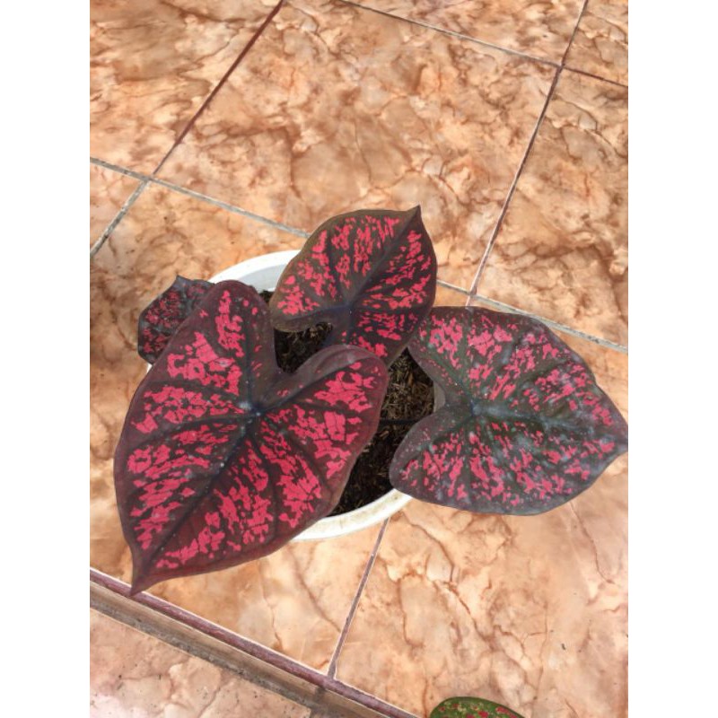 KELADI SEVEN LUCK BIBIT