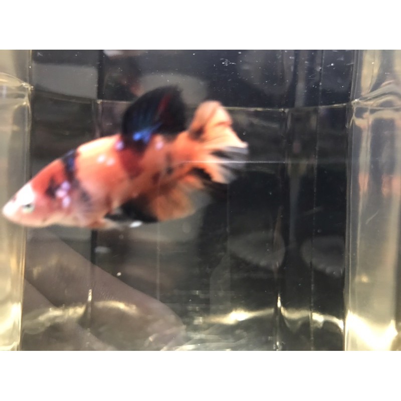 Ikan cupang Nemo galaxy