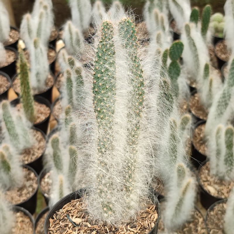 Kaktus ownroot opuntia oldman/Opuntia erinacea var ursina