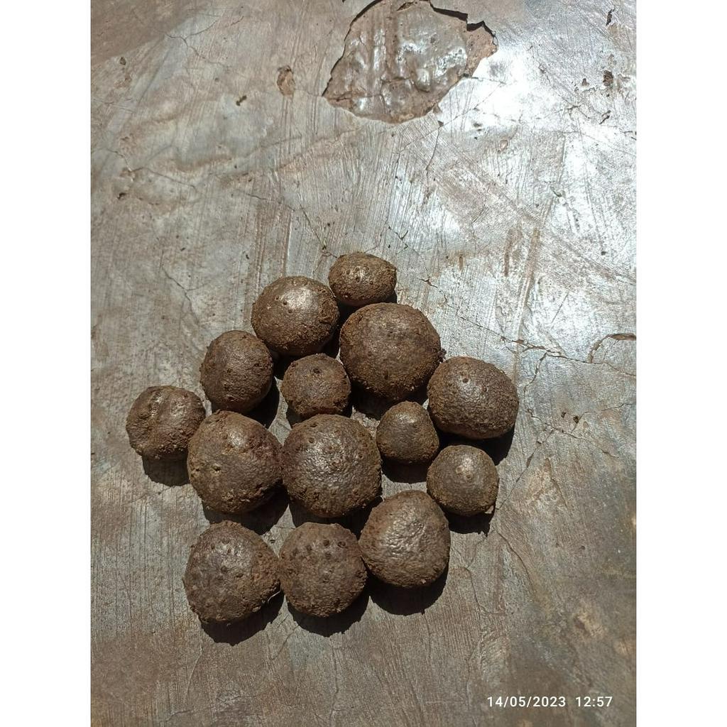 bibit porang/bibit katak porang/bulbil porang 1 kg