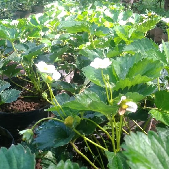 SALE BIBIT TANAMAN STRAWBERRY NYOHO BUAH MANIS