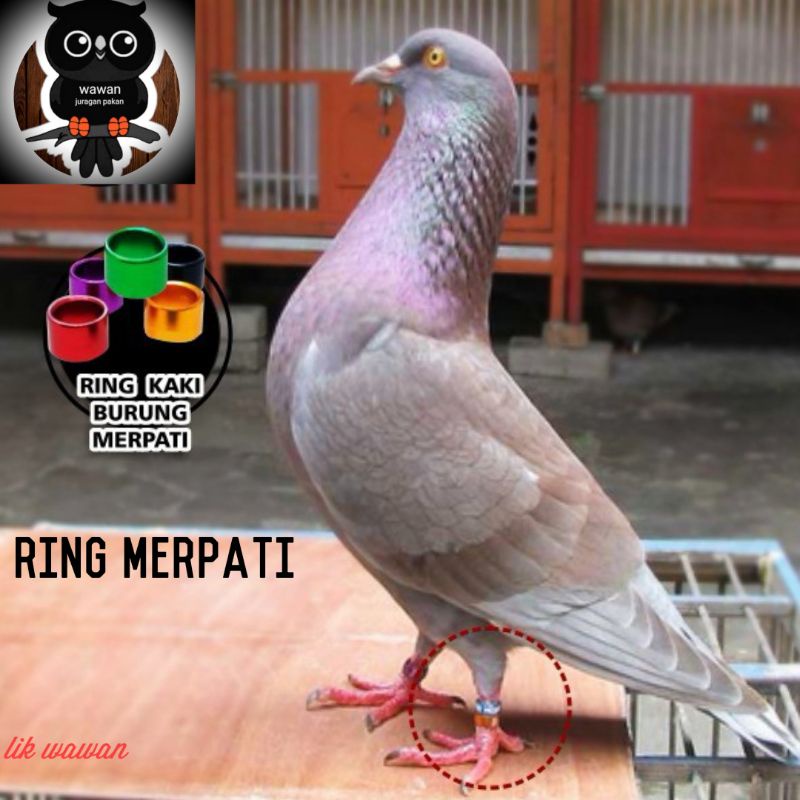 Harga Ring Merpati Terbaru Agustus 2021 Biggo Indonesia