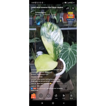 diven panglima varigata