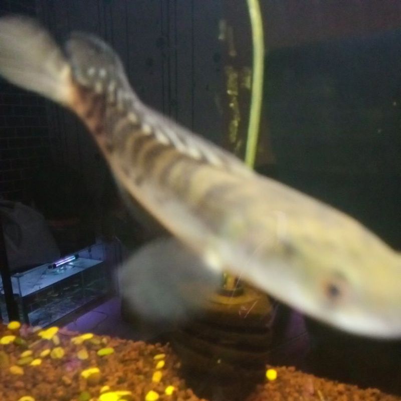 chana red sentarum