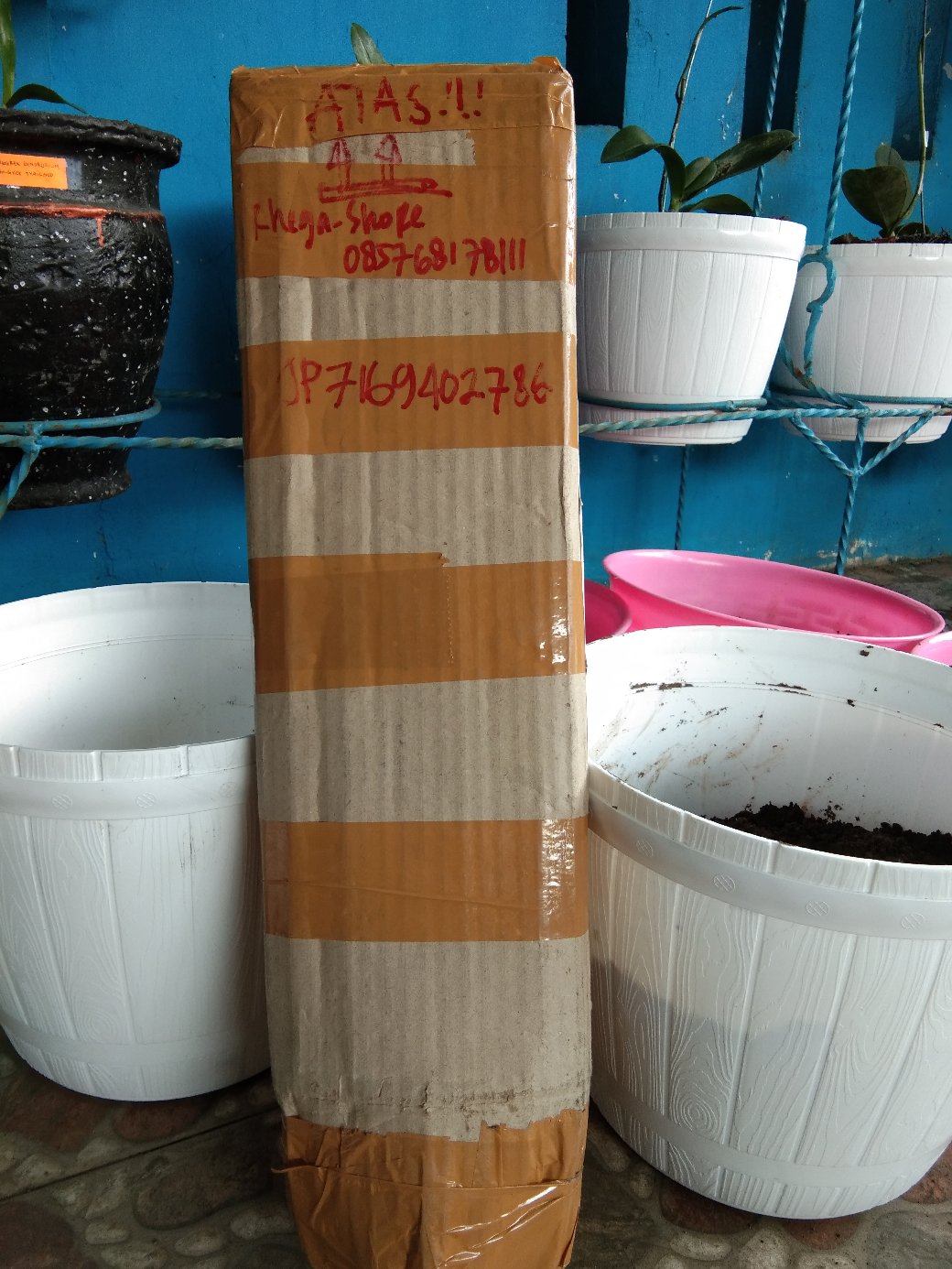 Bibit Bunga Aglonema Lipstik Aurora