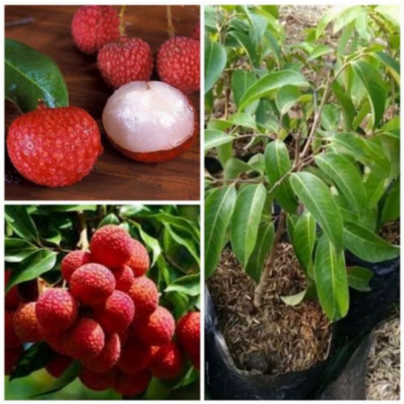 Bibit Buah Leci Kom / Leci Com, Hasil Cangkok, Siap Berbuah