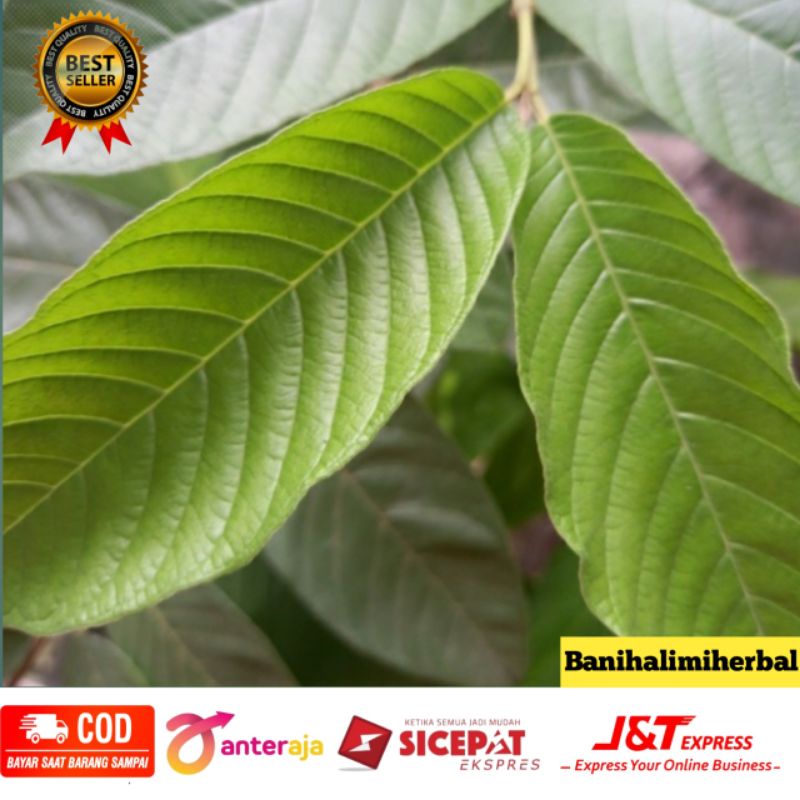 

Daun jambu biji segar 100 gram