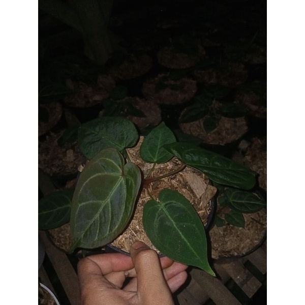 anthurium desleri drakfoam berotot
