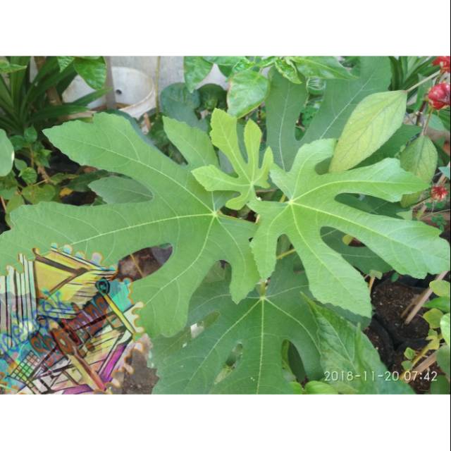 

Daun Segar _ Tin (Ara)