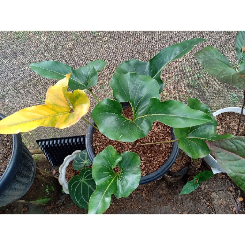 Anthurium Corong Dewasa