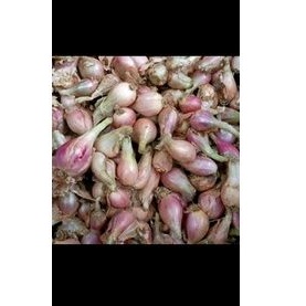 

Bawang Sumenep besar