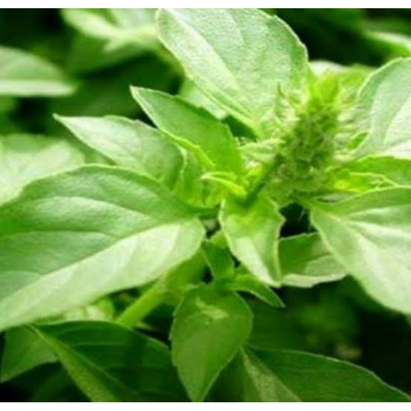

JUAL DAUN KEMANGI UNTUK LALAPAN PER IKAT