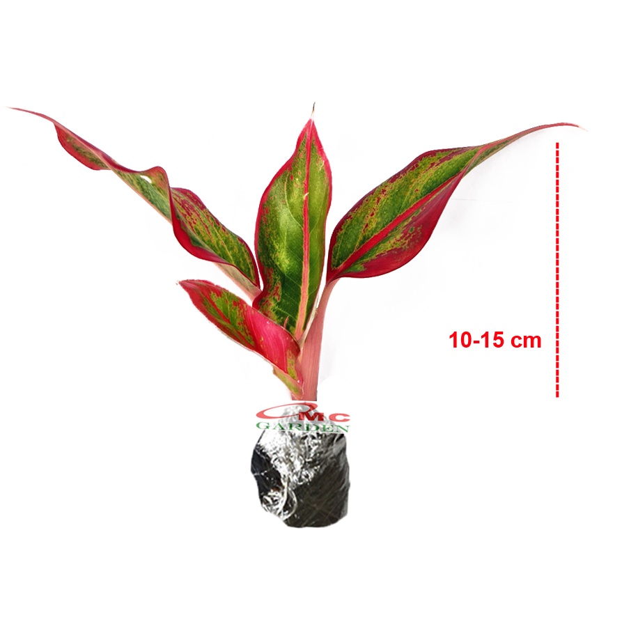 Aglonema Red Lipstick Lipstik Merah Siam Aurora Sri Rejeki Srirezeki Tanaman Hias 1015