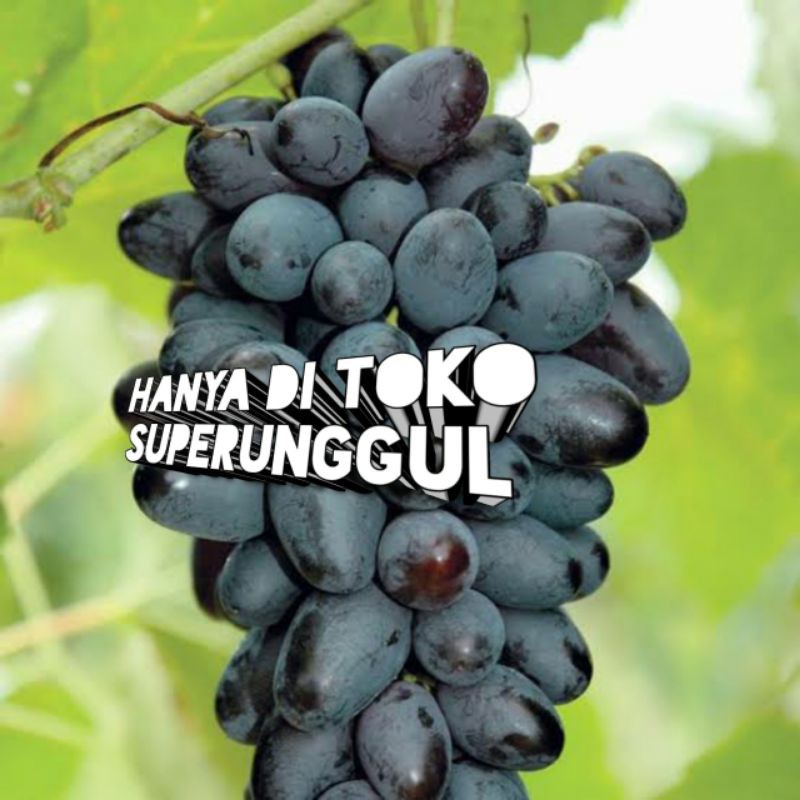 Bibit Anggur Import Jenis Jupiter Asli  Super