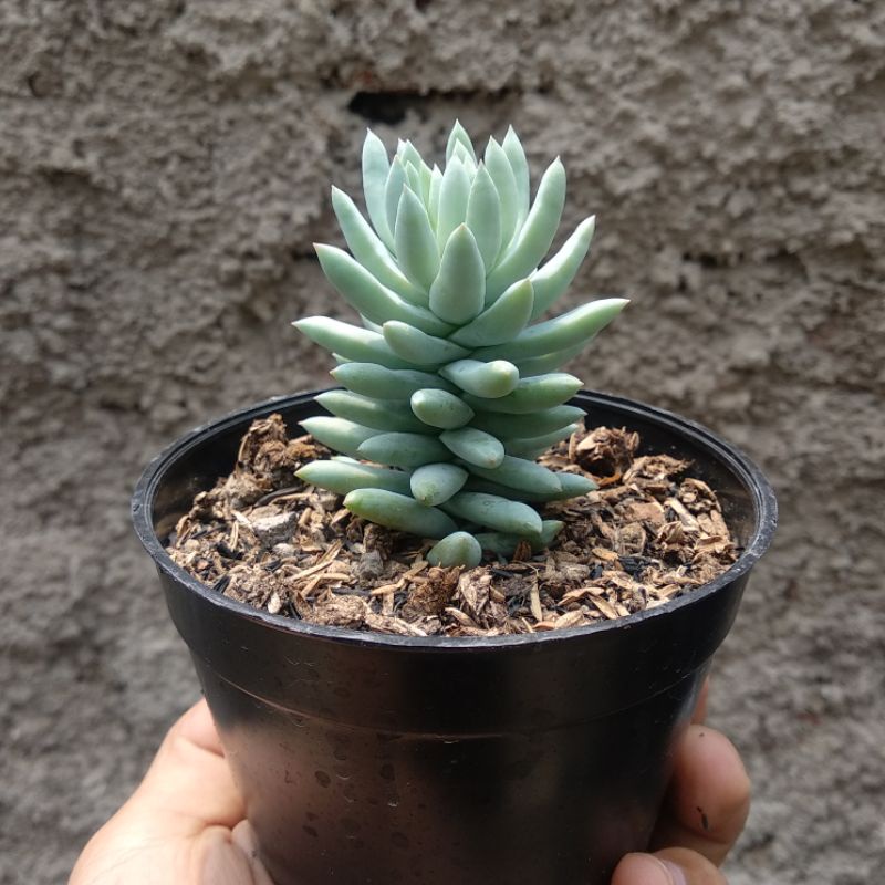 Pachyphytum Hookeri | DP 10cm | Sukulen