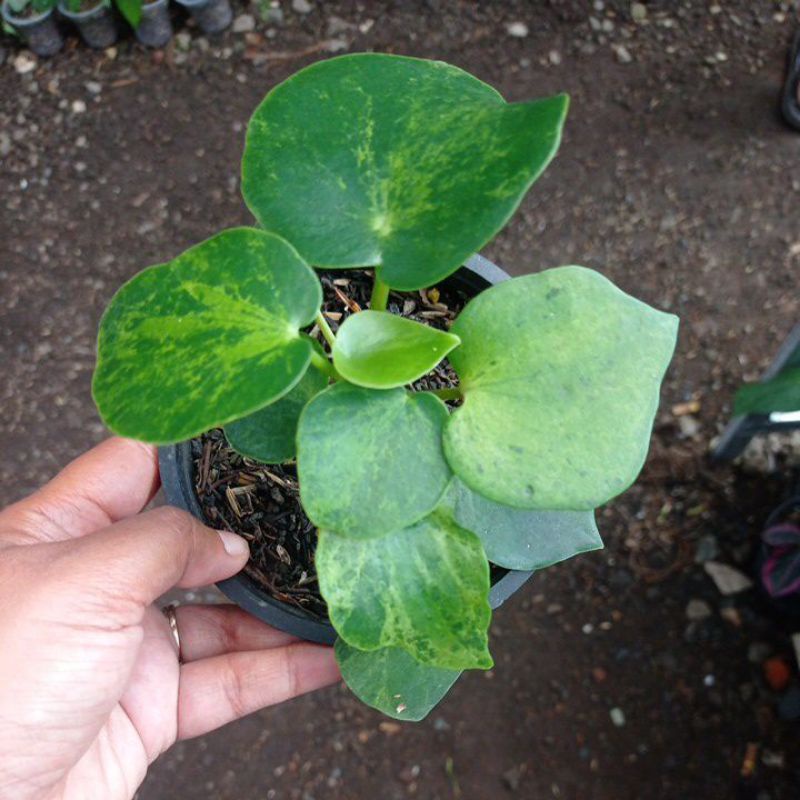 peperomia raindrop varigata / peperomia raindrop variegata