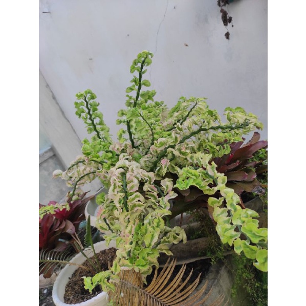 2 PLANT BUNGA HIAS PATAH TULANG/ZIG-ZAG