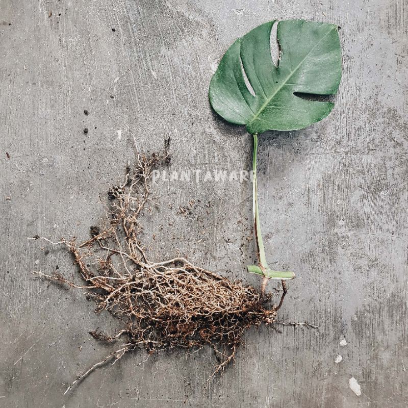 Monstera Variegata / Monvar Ekonomis A - Indukan Full White & Halfmoon