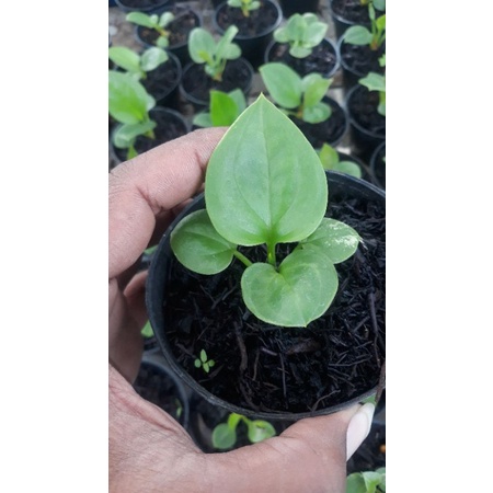 10 pot anthurium jemani coptik ijoan dr biji varigata