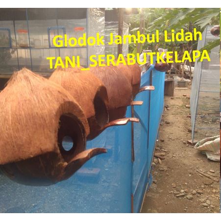 SARANG BURUNG GLODOK - GLODOK MURAI - GLODOK LOVEBRID - GLODOK BURUNG